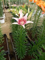 [4013 Dotcom No01.JPG]